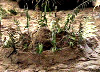 Children can decorate their castles in many ways